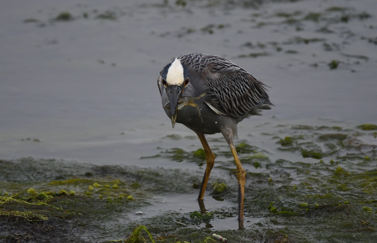 Yellow-crowned Night Heron - ML105741161