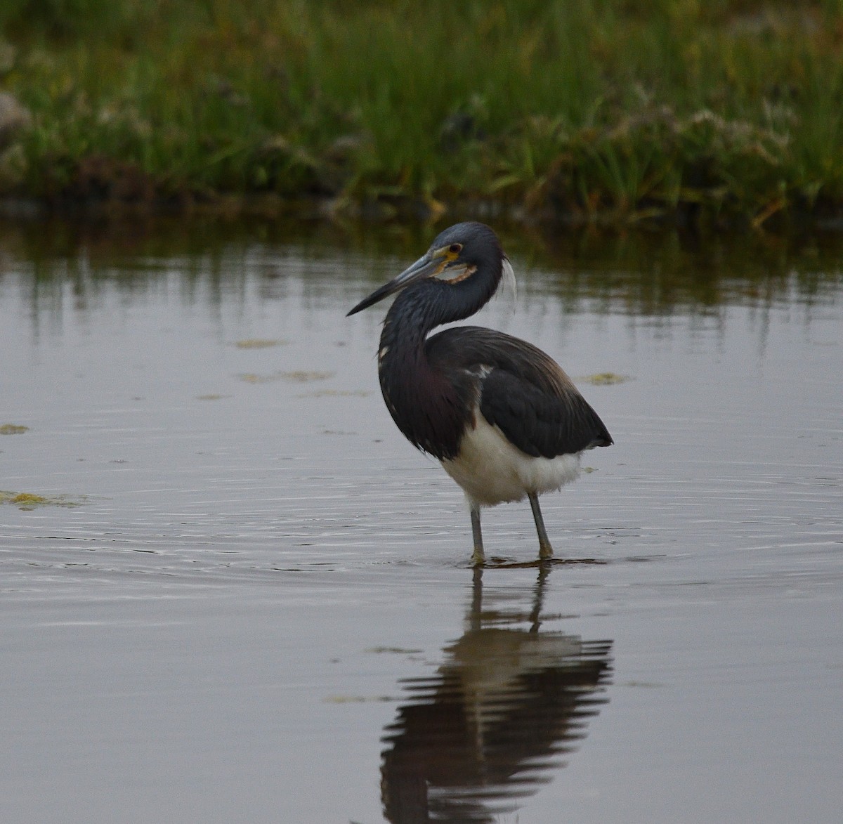 Tricolored Heron - ML105741171