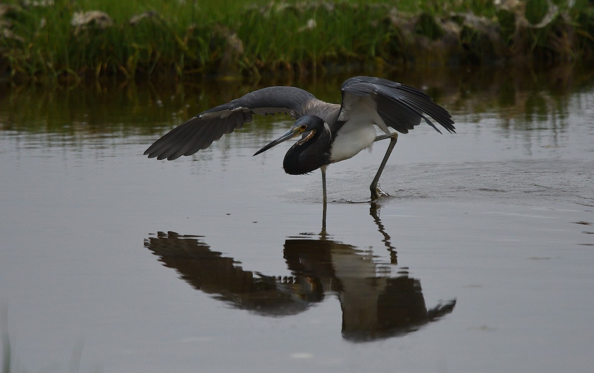 Tricolored Heron - ML105741211