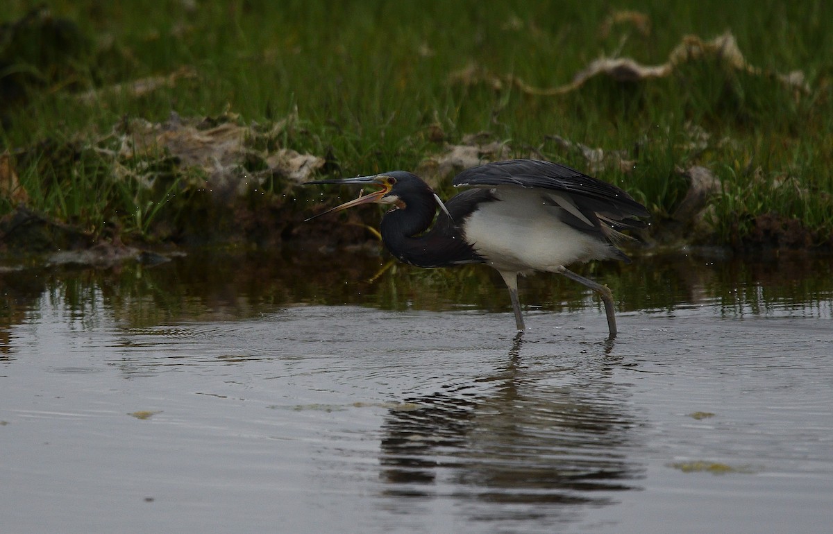 Tricolored Heron - ML105741851