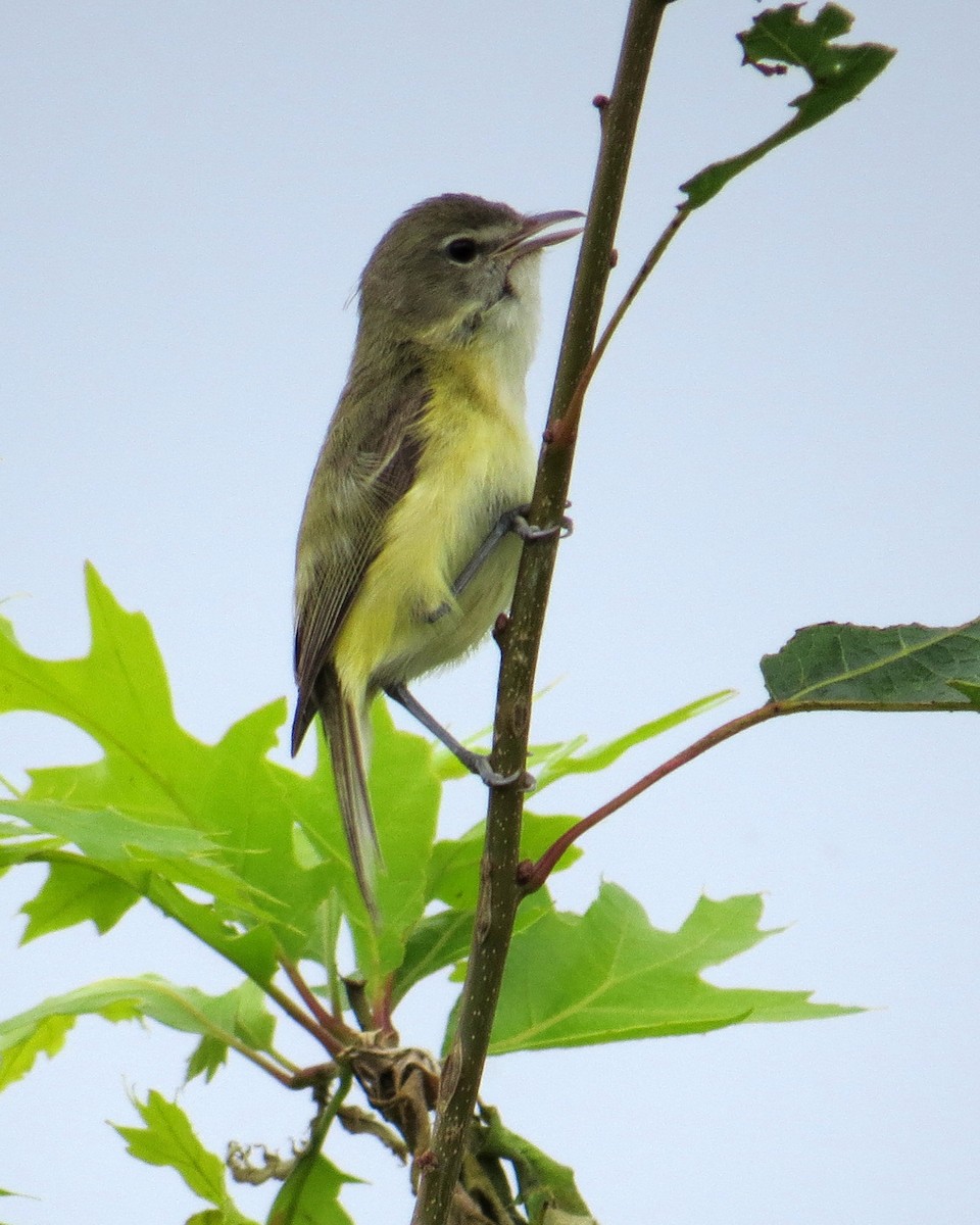 Vireo de Bell - ML105742021