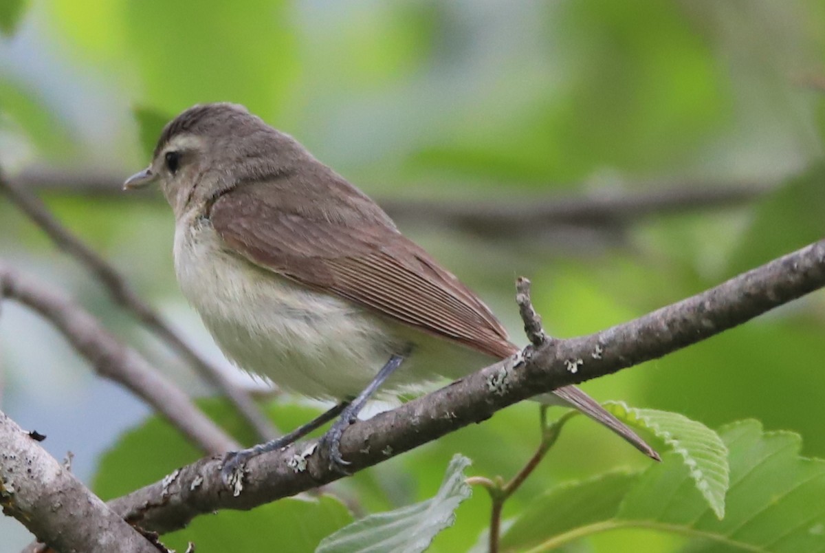 Warbling Vireo - ML105743211