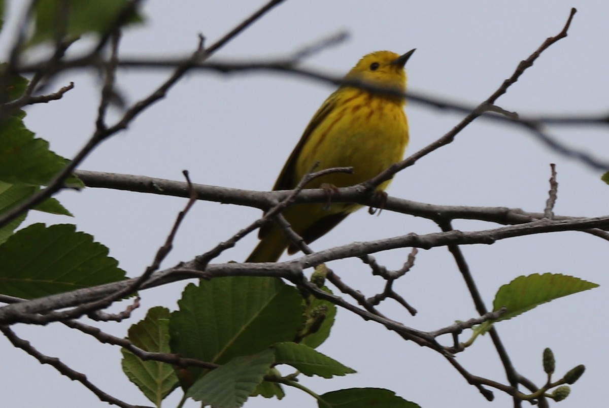 Yellow Warbler - ML105743261