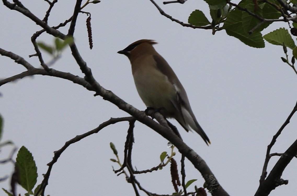 Cedar Waxwing - ML105743331