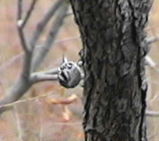 Black-and-white Warbler - Steve Summers