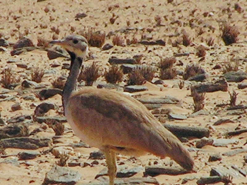 Rüppell's Bustard - ML105744341