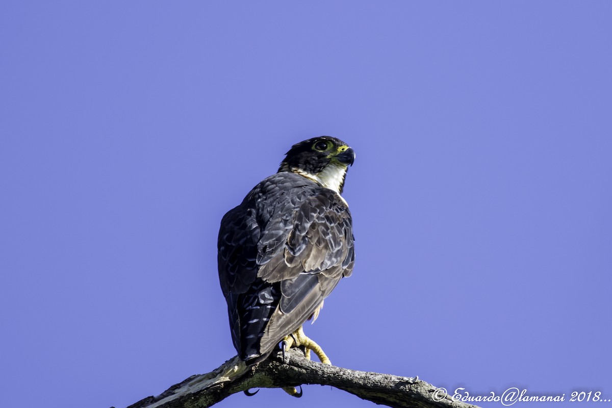 Orange-breasted Falcon - Jorge Eduardo Ruano