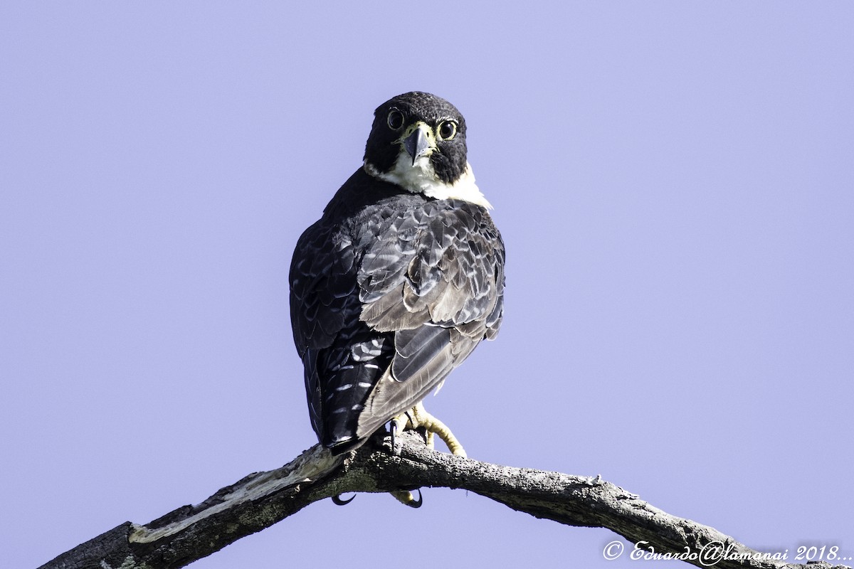 Orange-breasted Falcon - Jorge Eduardo Ruano