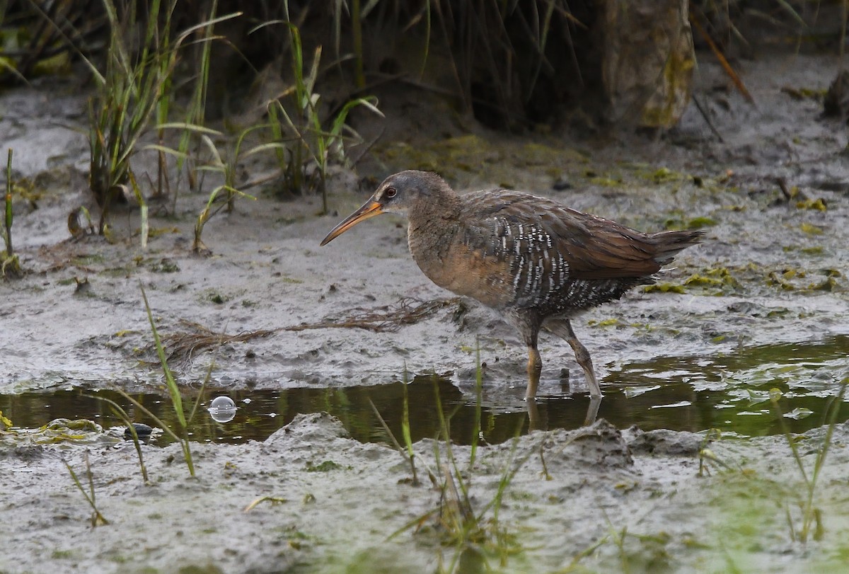 Clapper Rail - ML105746561