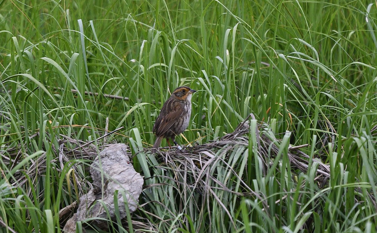 Saltmarsh Sparrow - ML105746591