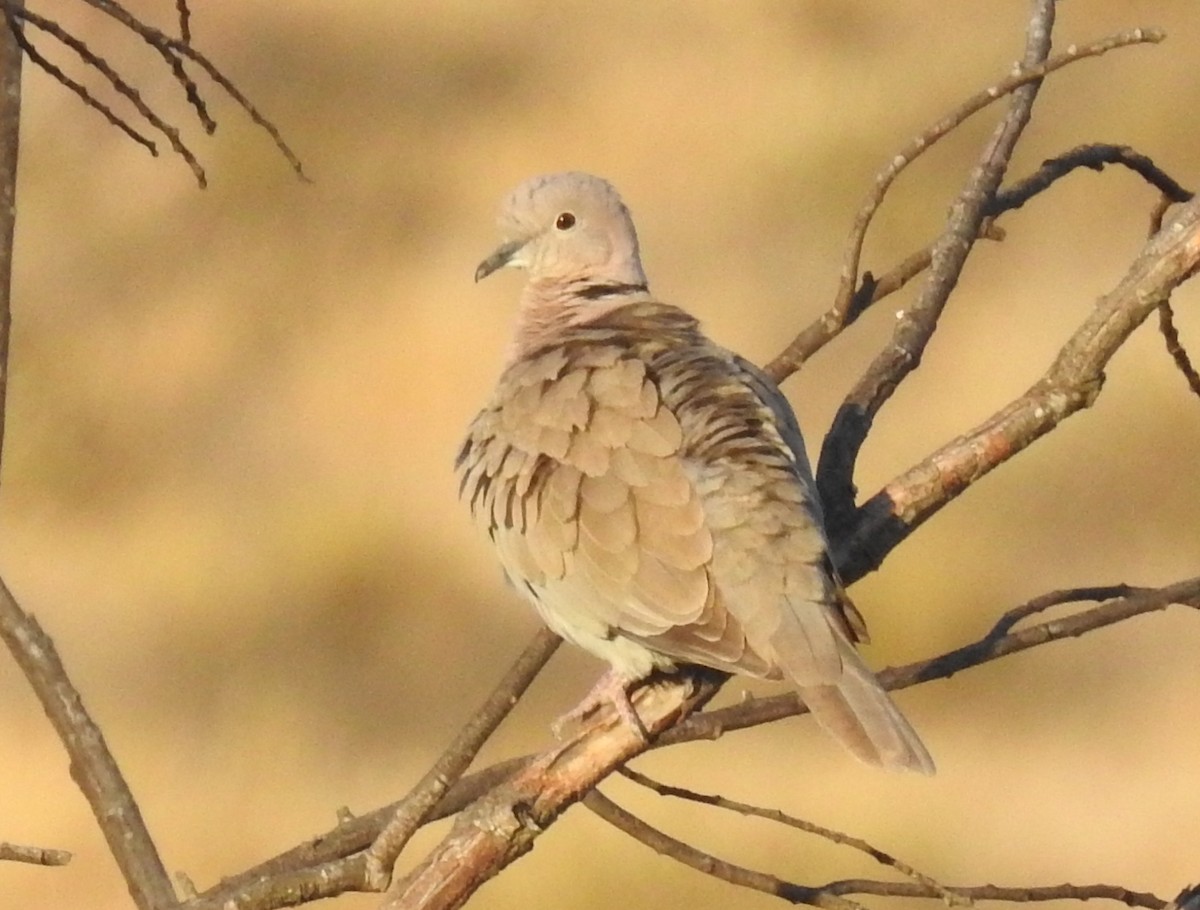 Eurasian Collared-Dove - ML105747431