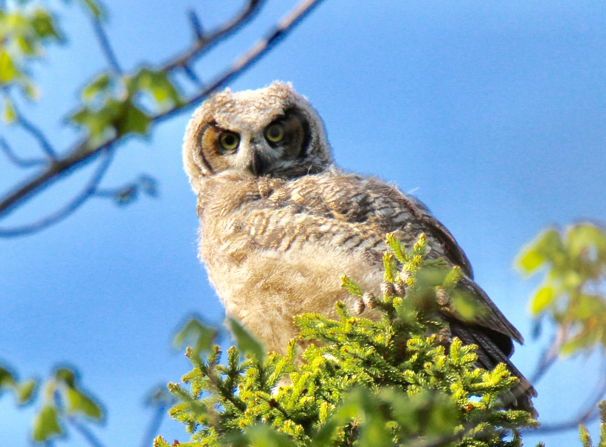 Great Horned Owl - john tuach