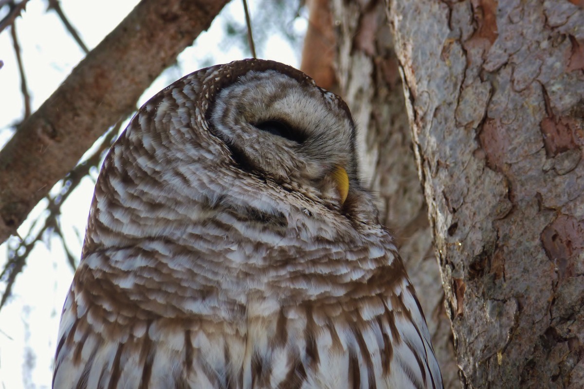 Barred Owl - ML105748621