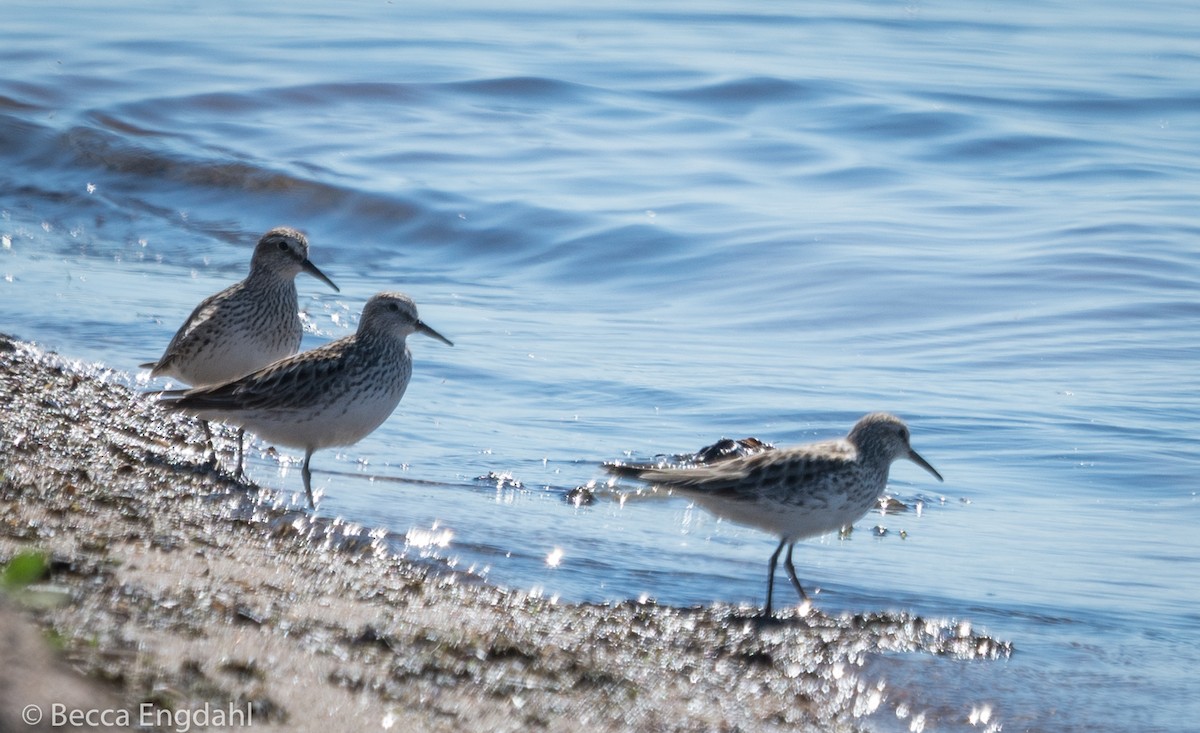 White-rumped Sandpiper - ML105748761