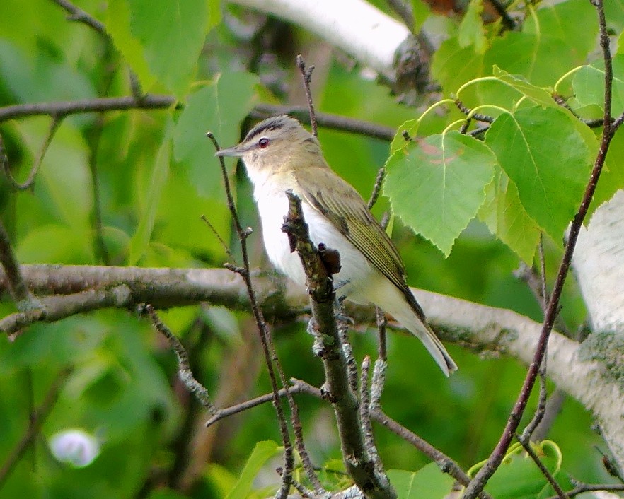Red-eyed Vireo - Yves Scholten