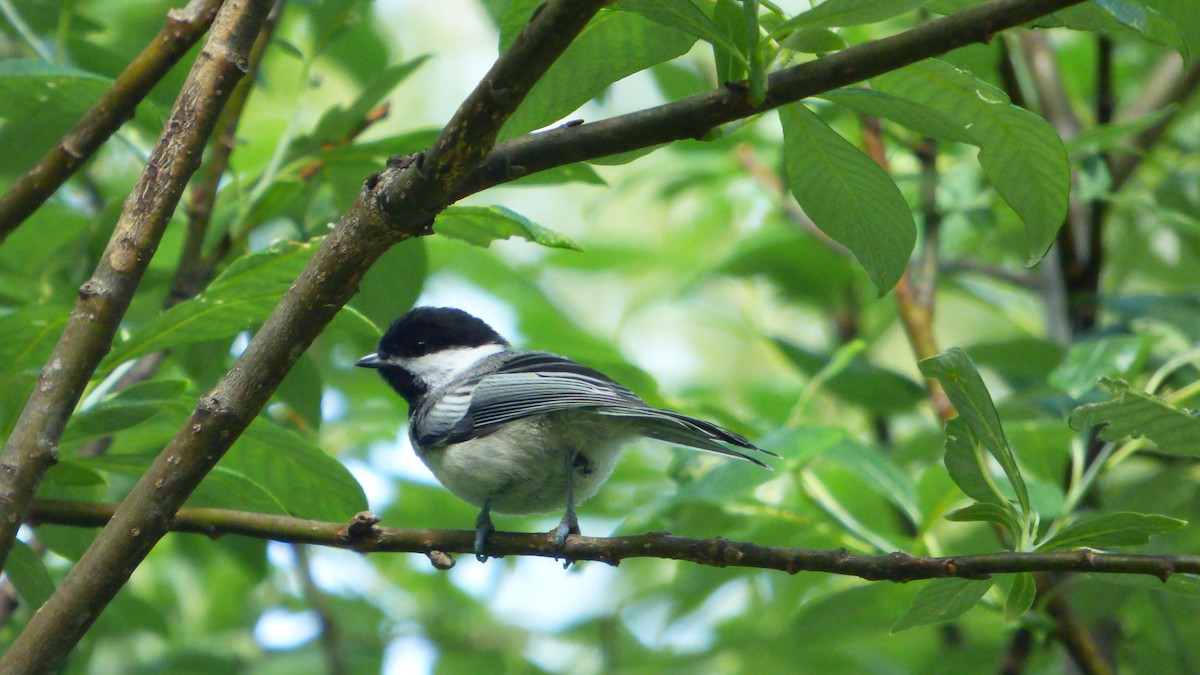 Black-capped Chickadee - ML105750601