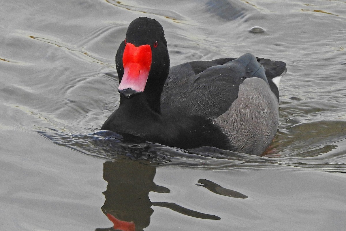 Rosy-billed Pochard - ML105751651