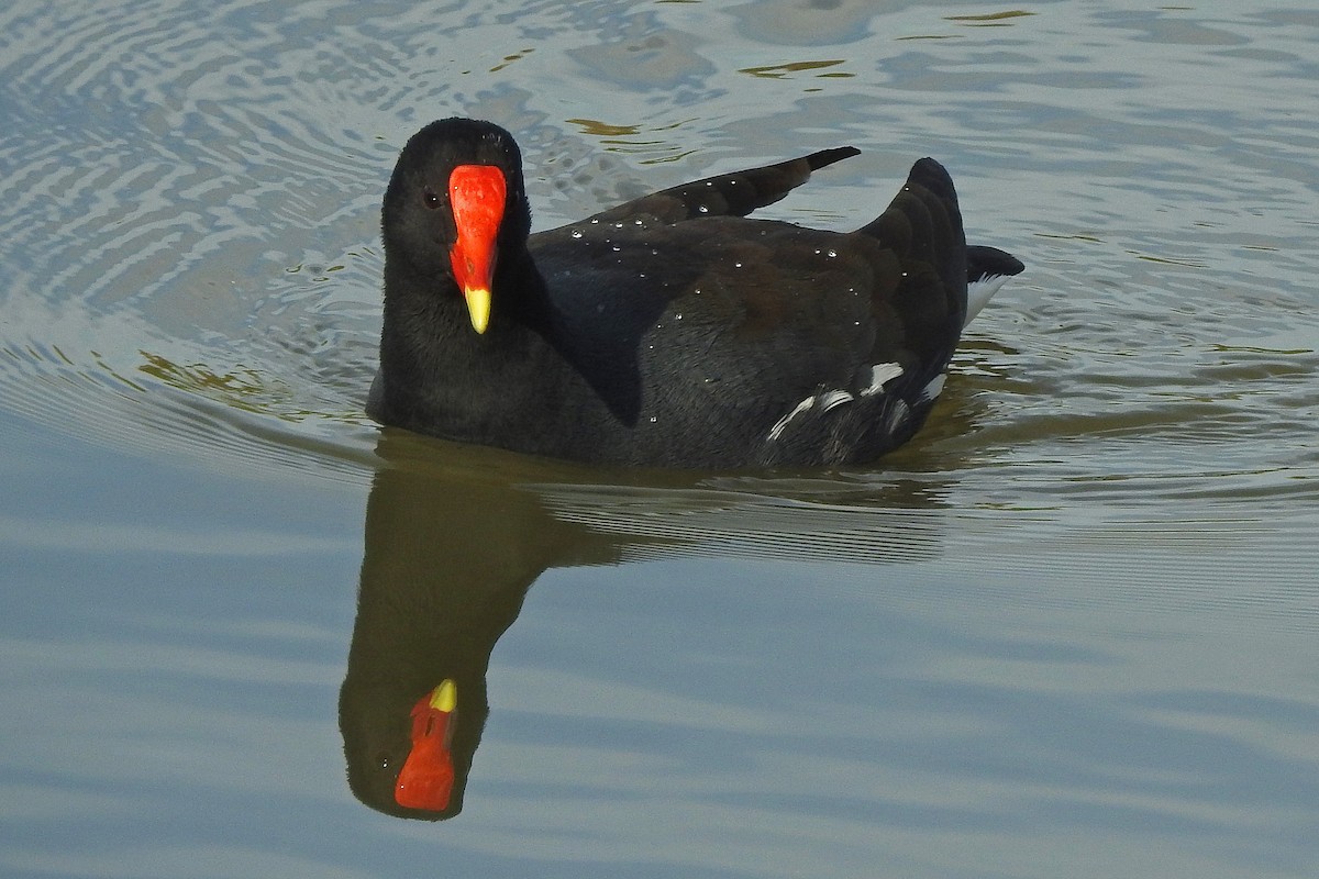 Common Gallinule - ML105751751