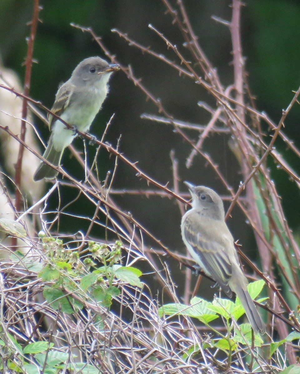 Eastern Phoebe - Jean Spaans