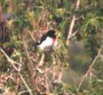 Rose-breasted Grosbeak - ML105752961