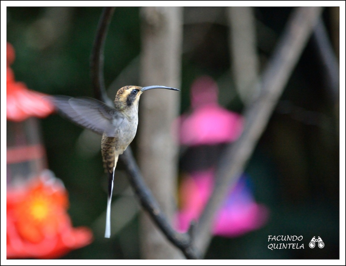 Scale-throated Hermit - ML105754031