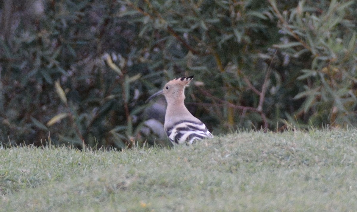 Eurasian Hoopoe - ML105756551