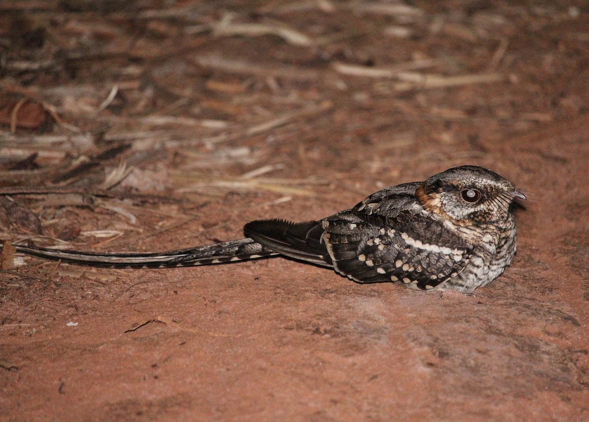 Scissor-tailed Nightjar - ML105756691