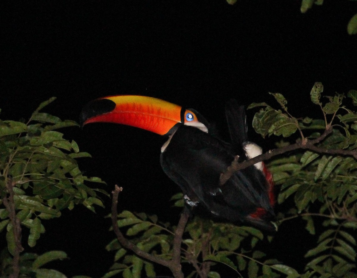 Toco Toucan - ML105756711