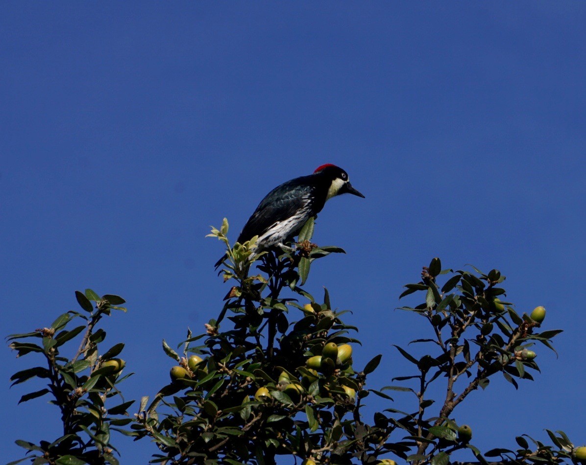 Acorn Woodpecker - David Tomb