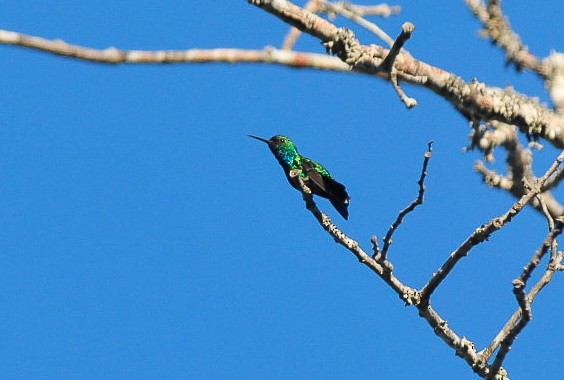 Blue-tailed Emerald - ML105757441