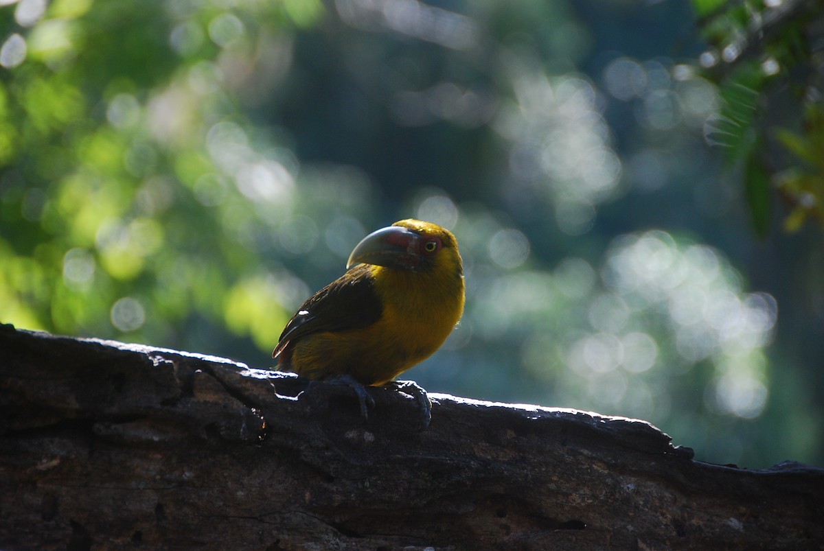 Saffron Toucanet - Victor Castanho