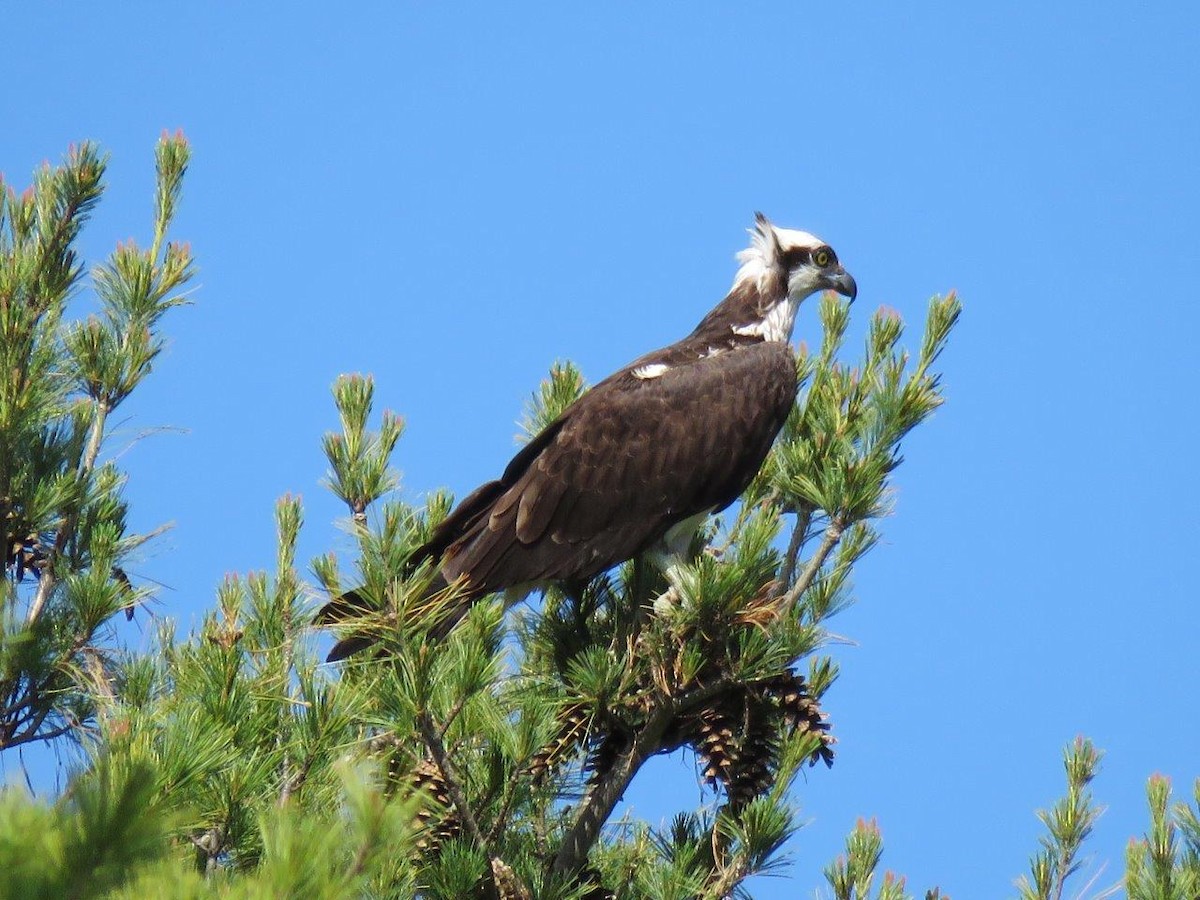 Osprey - Michael DeWispelaere