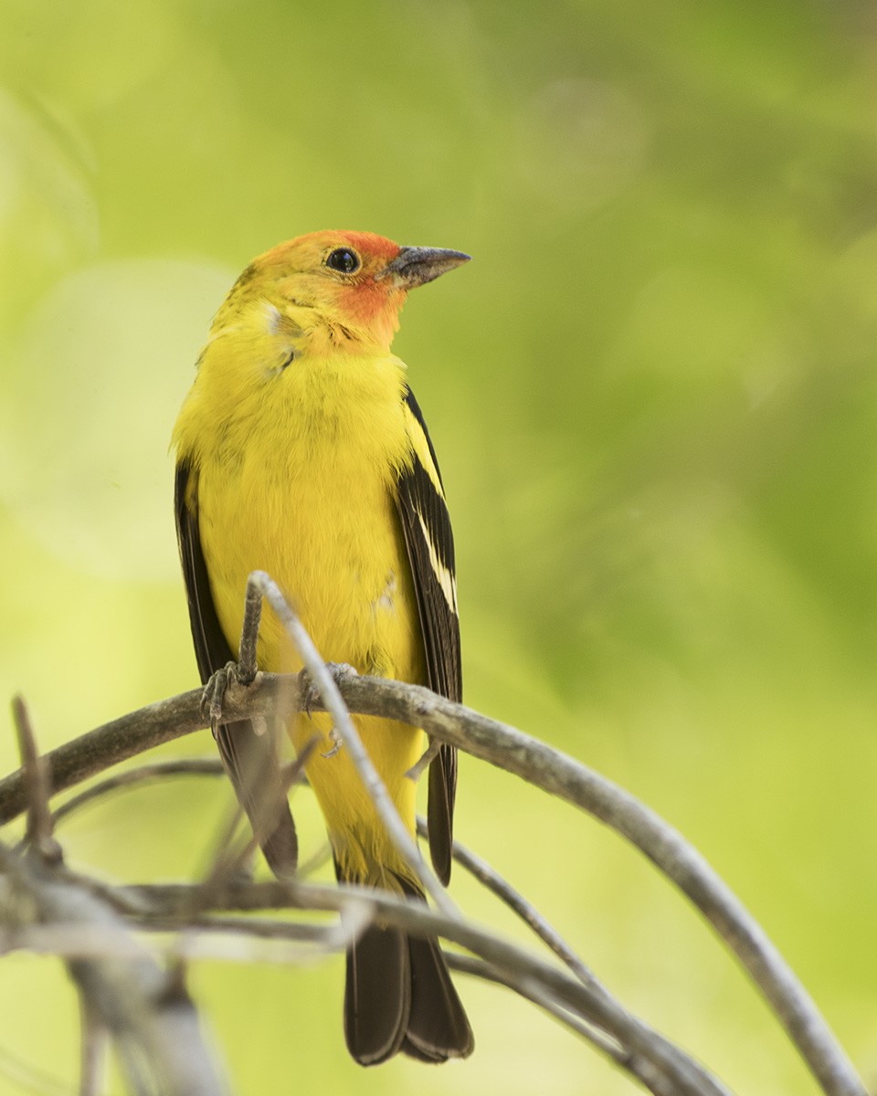 Western Tanager - ML105762111