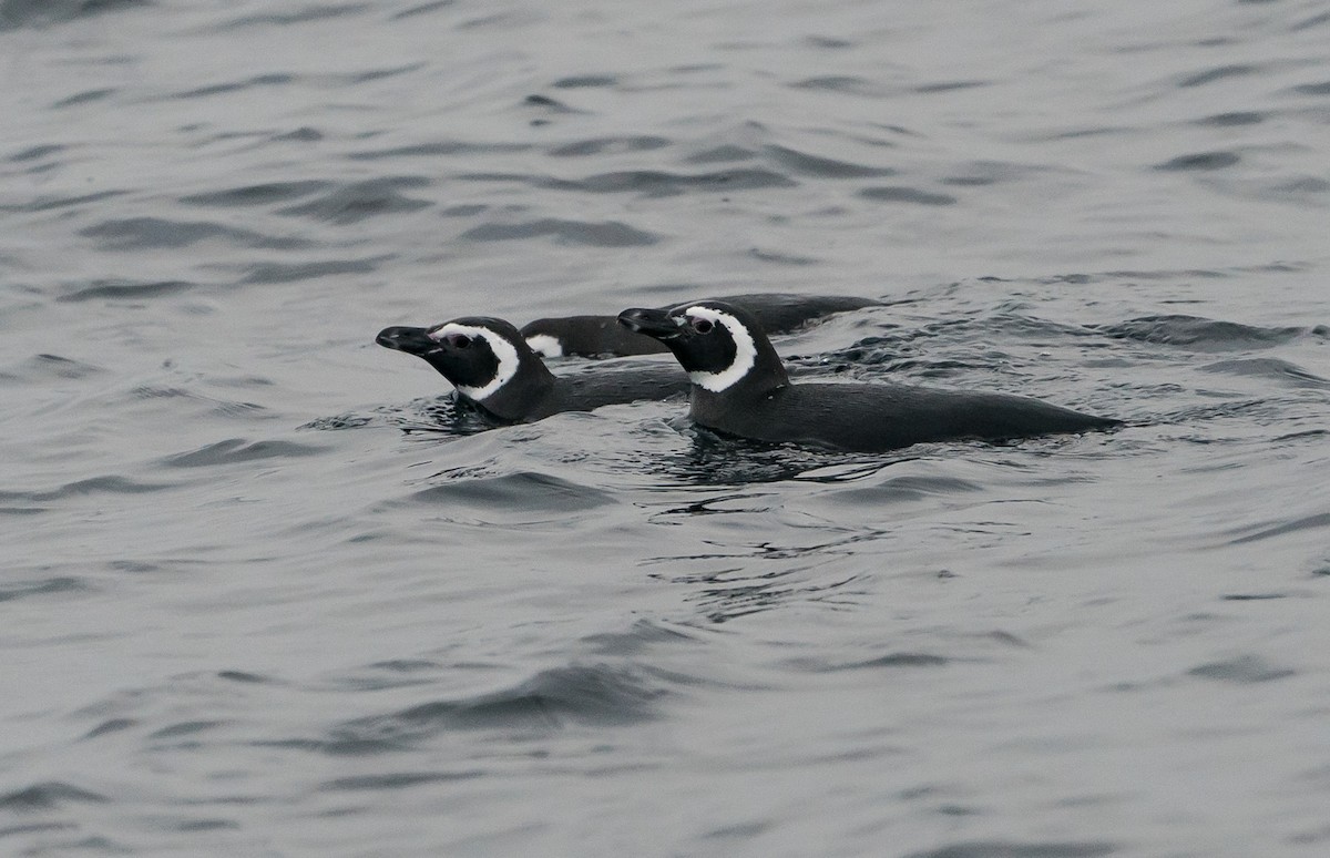 Pingüino Magallánico - ML105763371