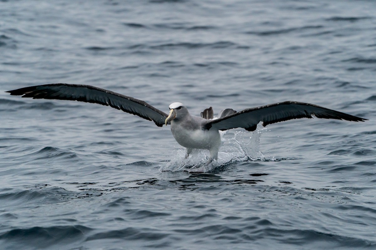 Albatros de Salvin - ML105763411