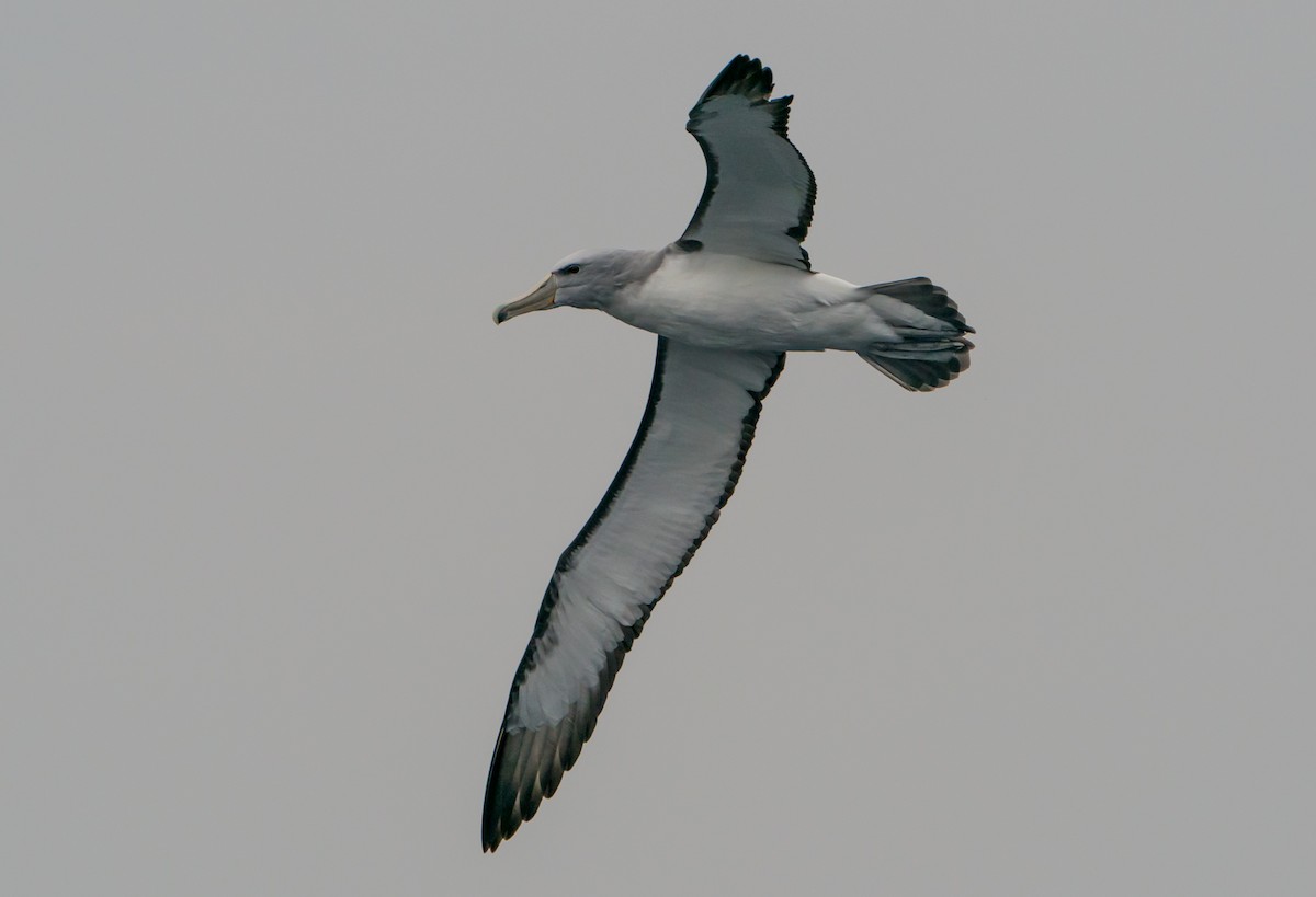 Albatros de Salvin - ML105763421