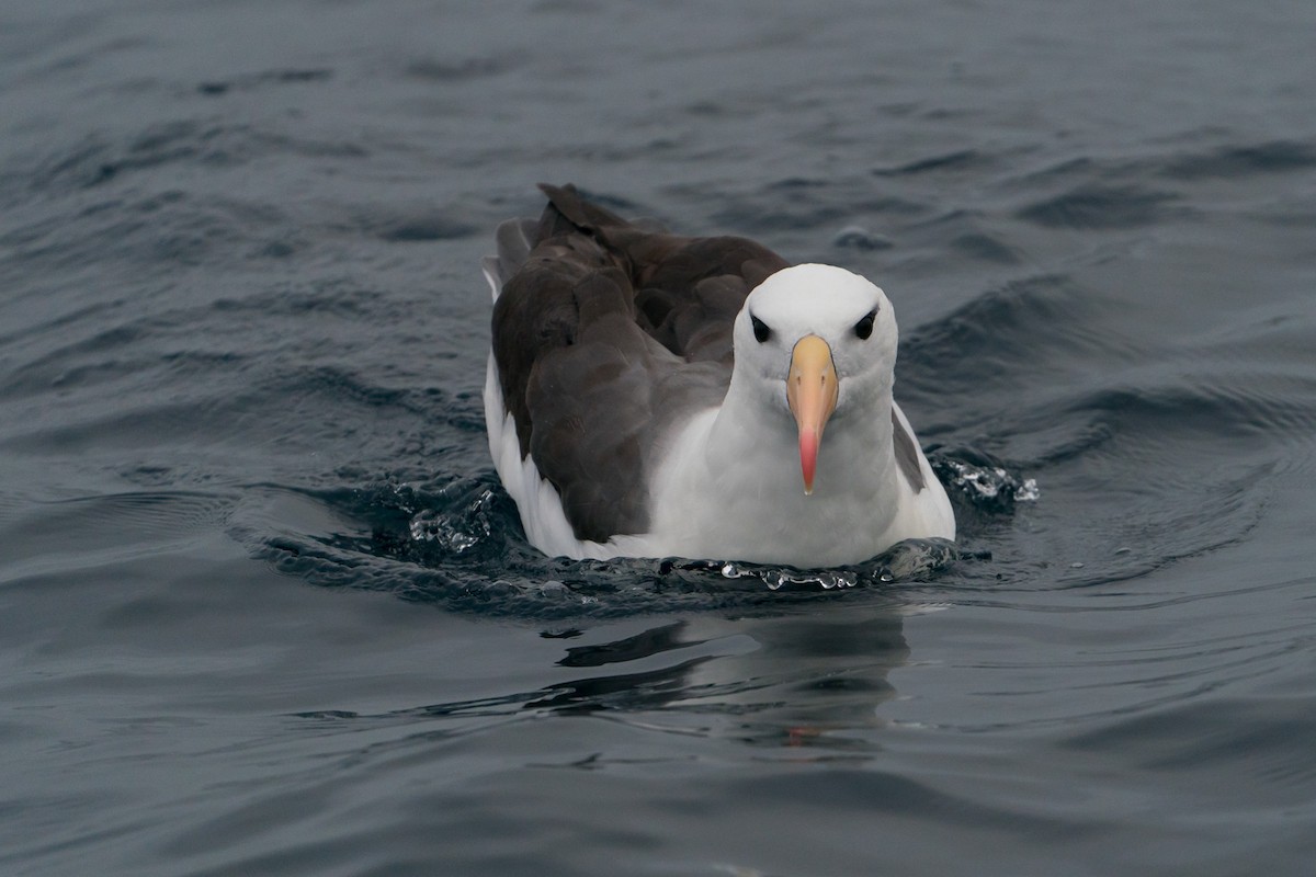 Albatros à sourcils noirs - ML105763481