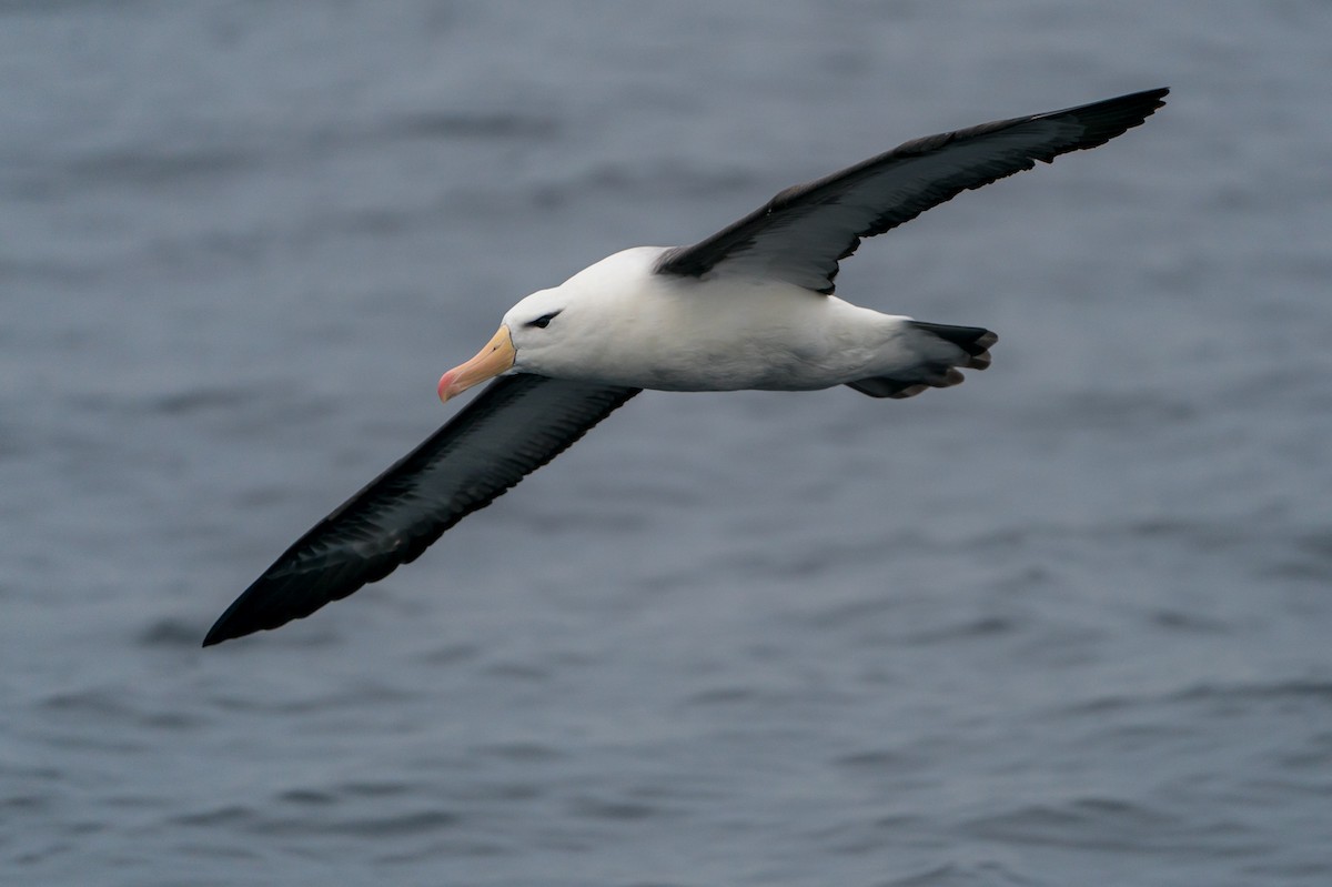 Albatros à sourcils noirs - ML105763491