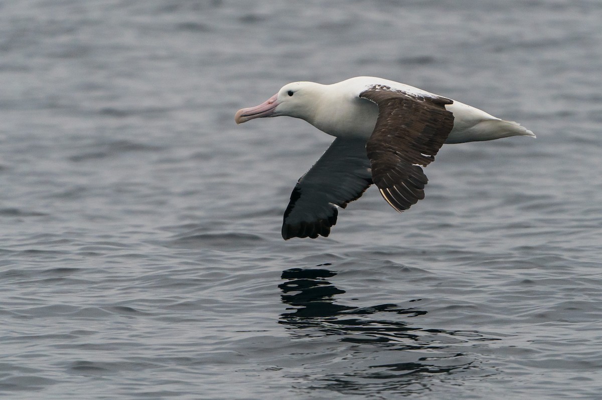 Northern Royal Albatross - ML105763531