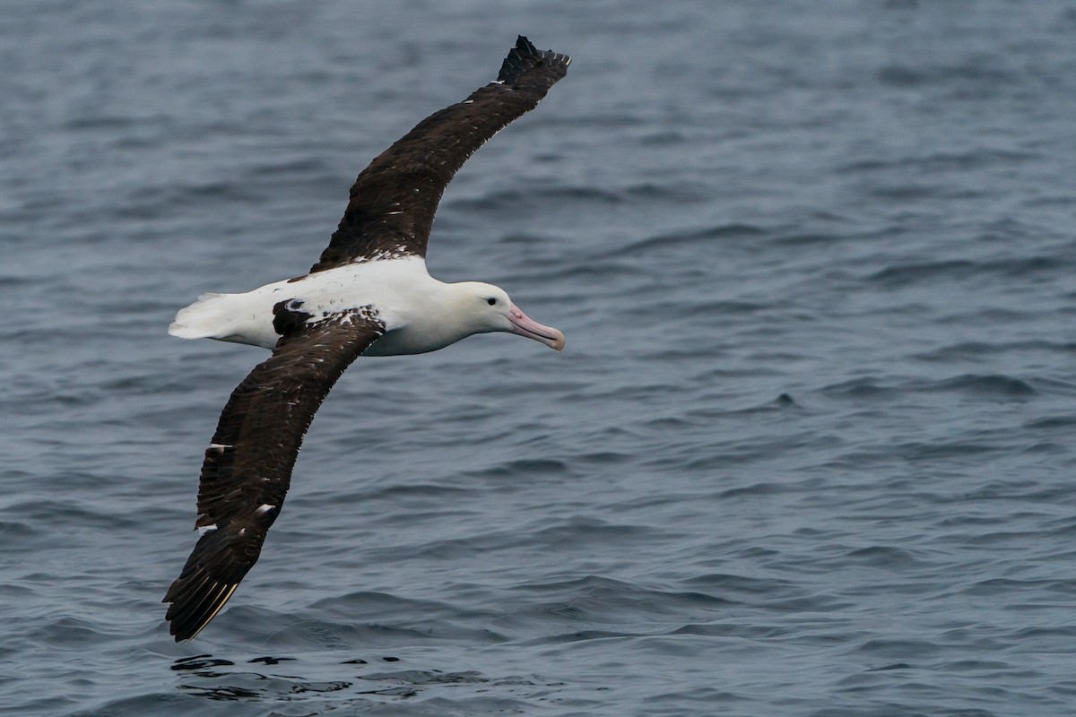 Northern Royal Albatross - ML105763541