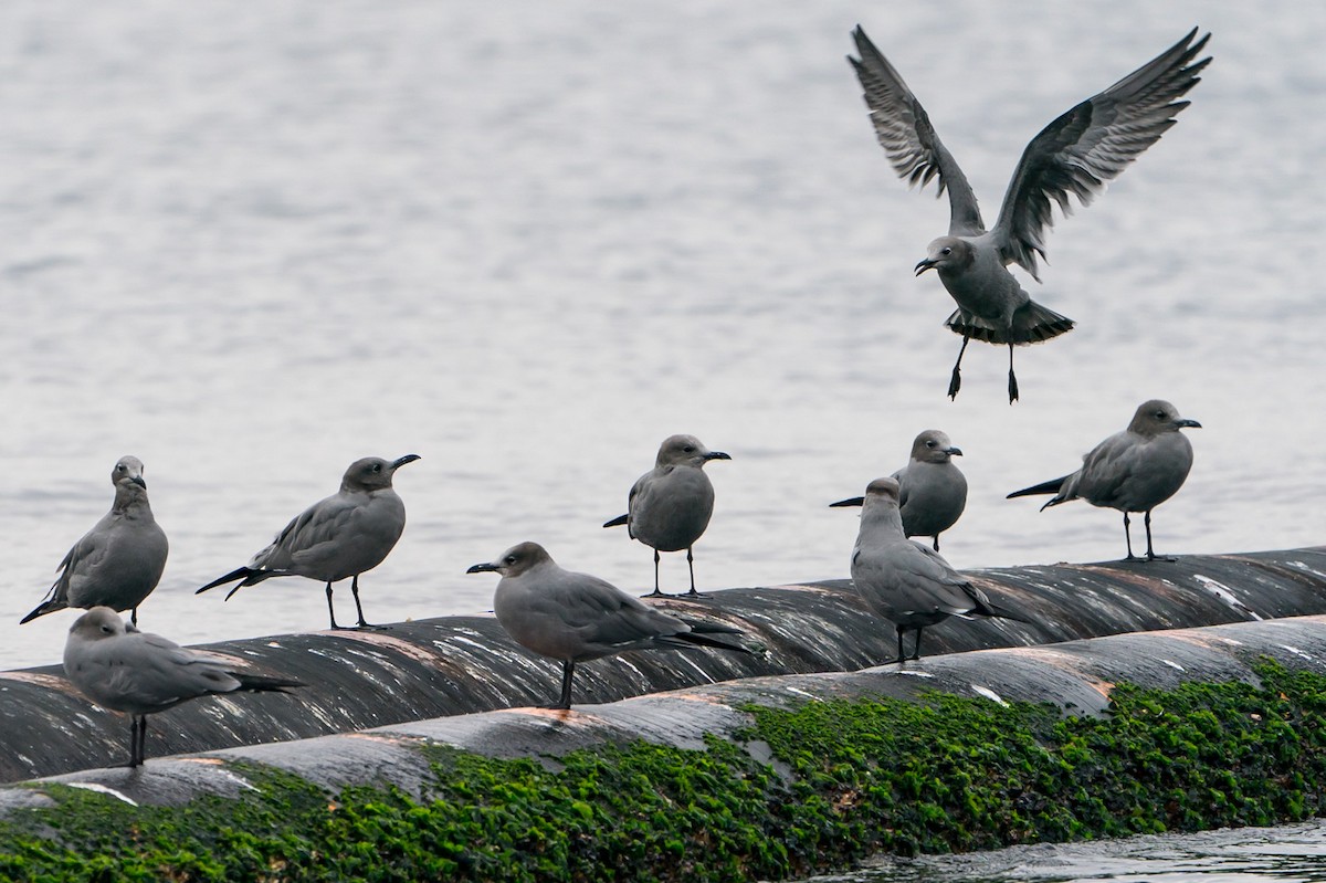 Gaviota Garuma - ML105763831