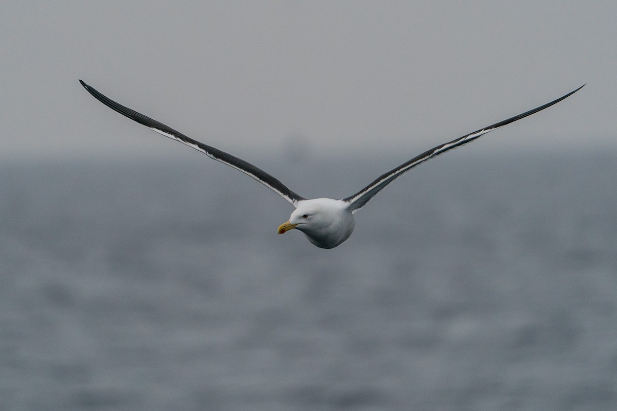 Gaviota Cocinera - ML105763871