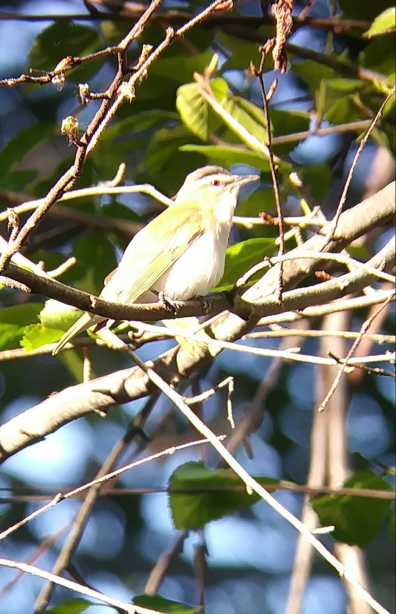 Red-eyed Vireo - ML105764091