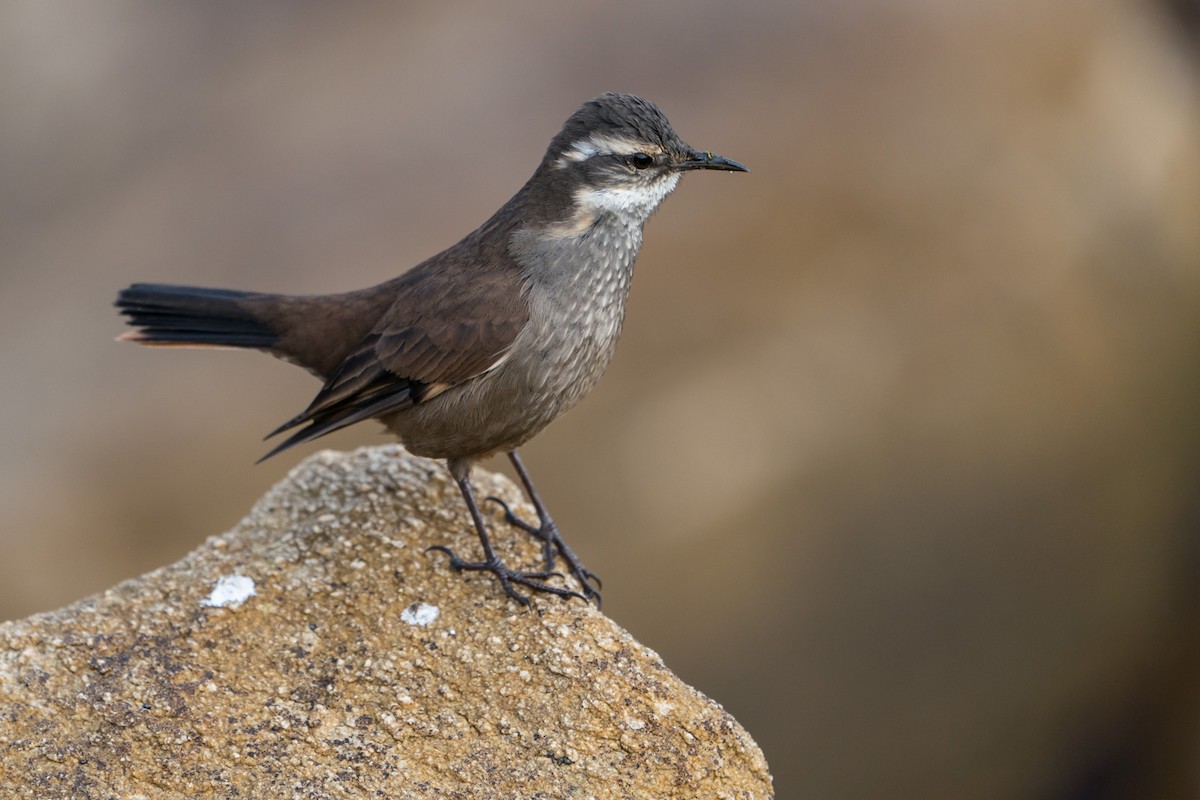 Gray-flanked Cinclodes - Joao Quental JQuental
