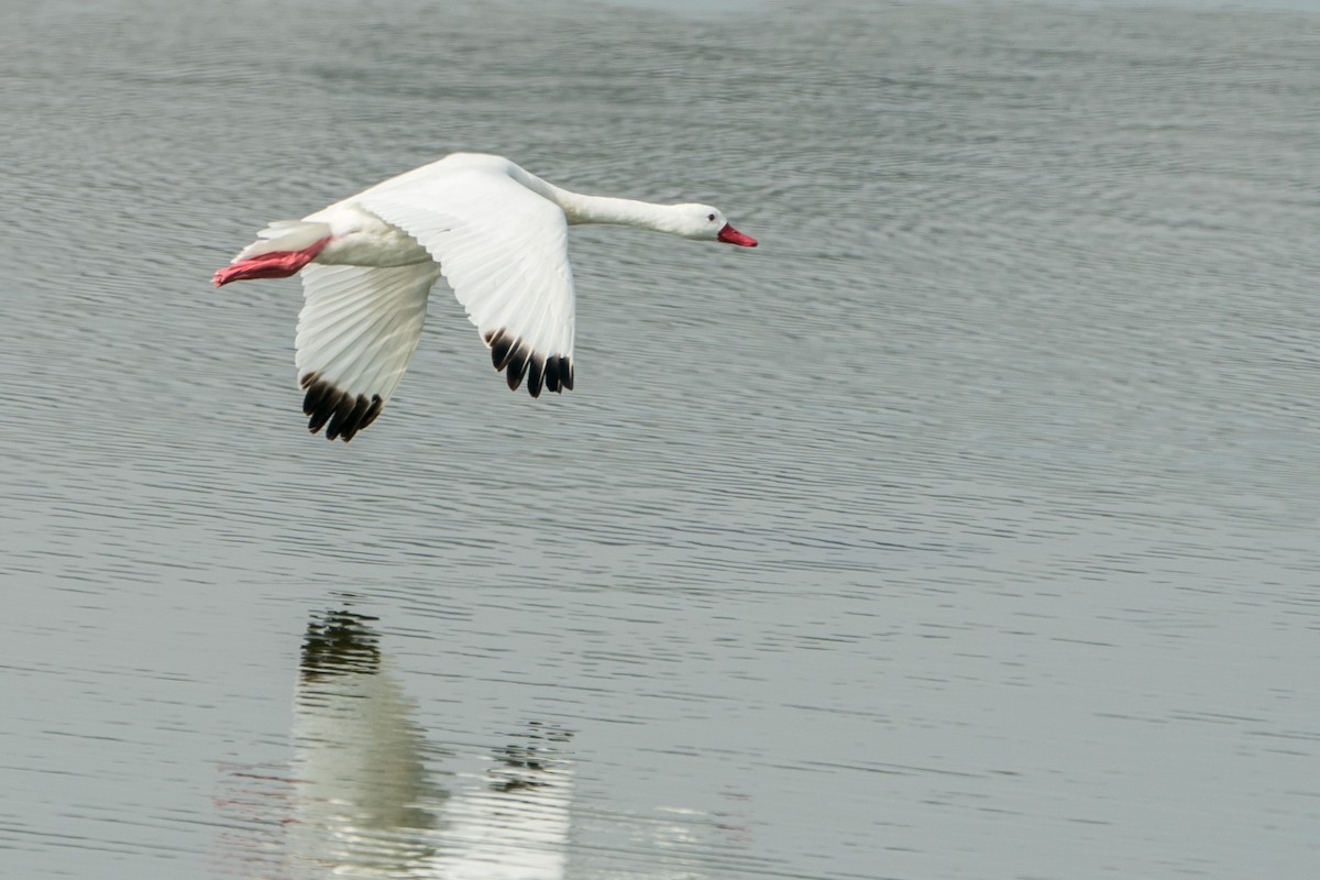 Coscoroba Swan - ML105765681