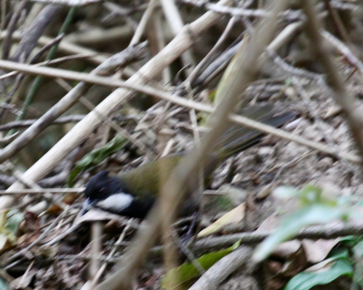 Eastern Whipbird - ML105765921