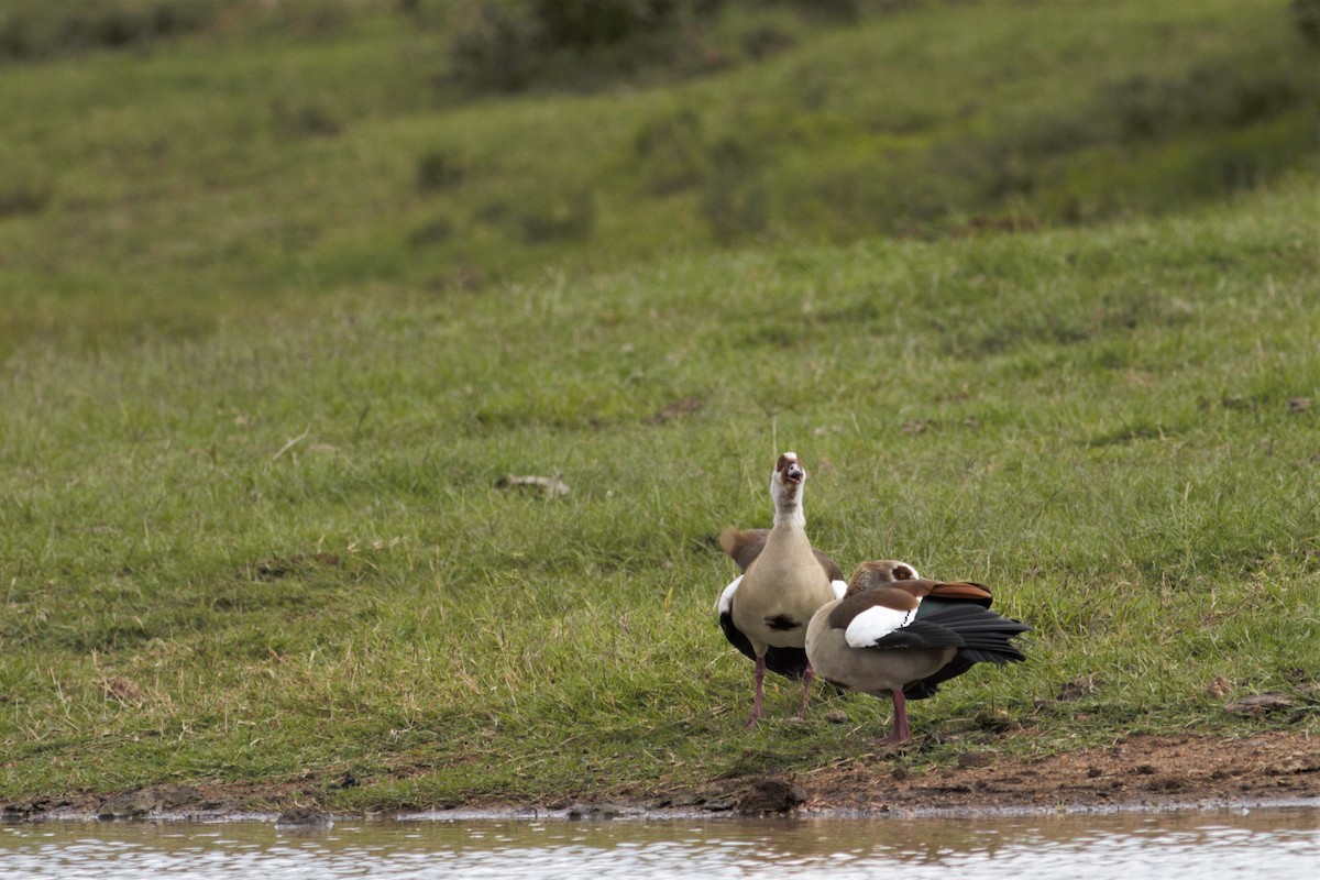 Egyptian Goose - ML105766041