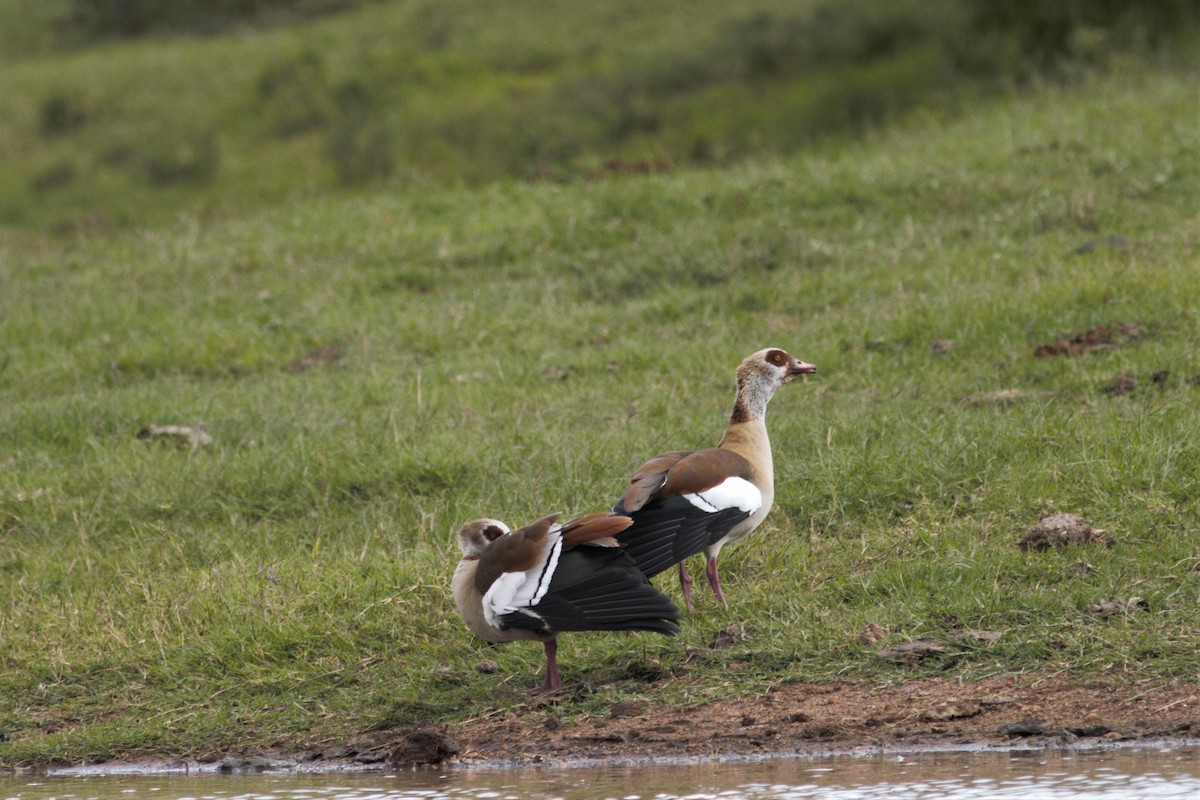 Egyptian Goose - ML105766141