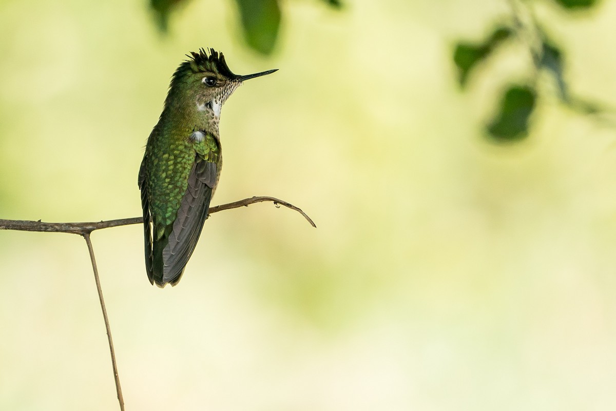 Green-backed Firecrown - ML105766171