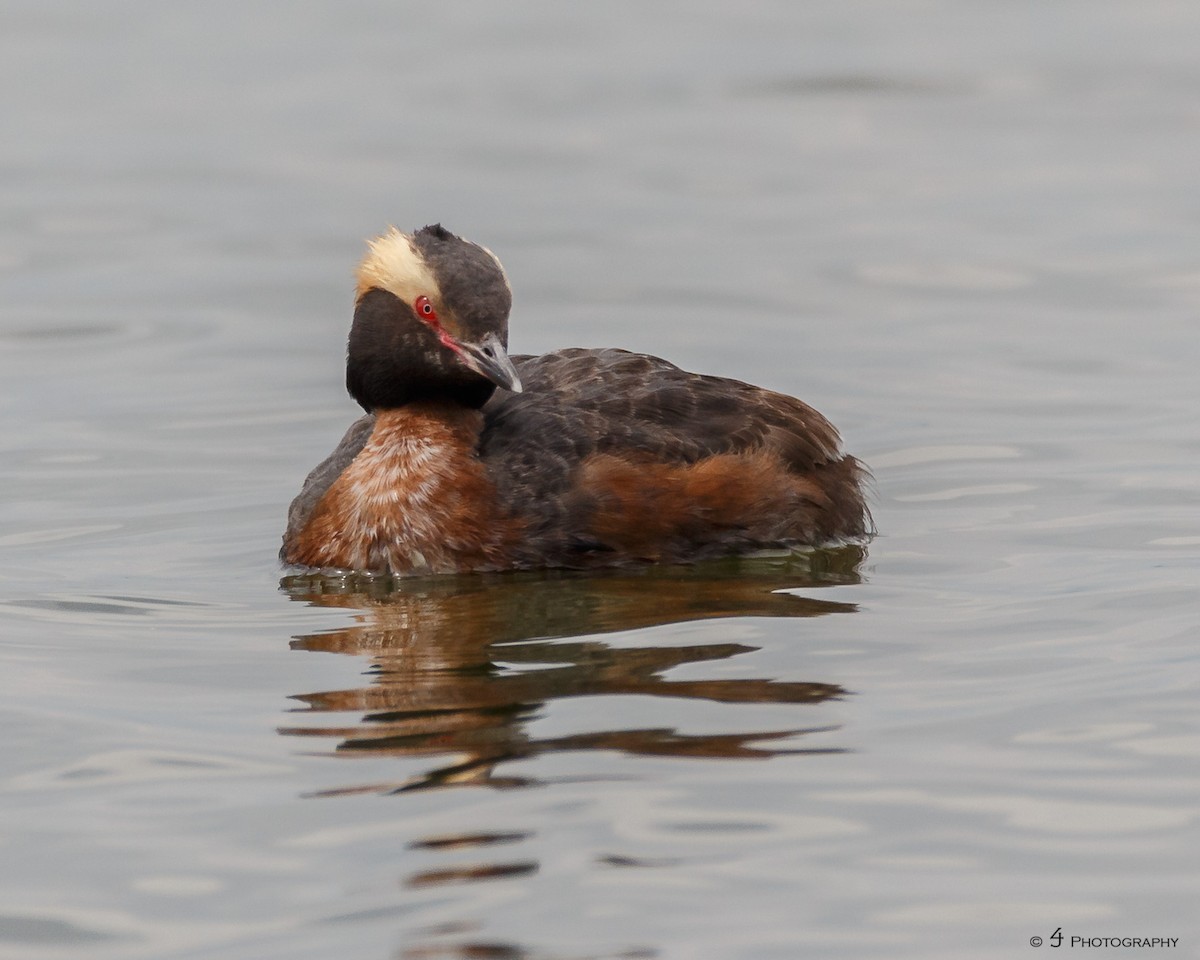 Horned Grebe - ML105766211